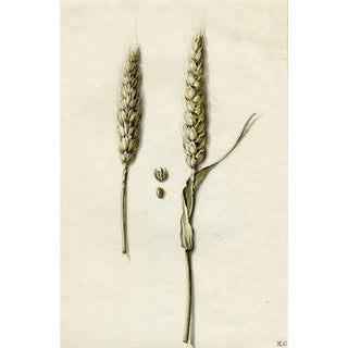 Barend Hendrik Thier - Rijpe tarwe.webp