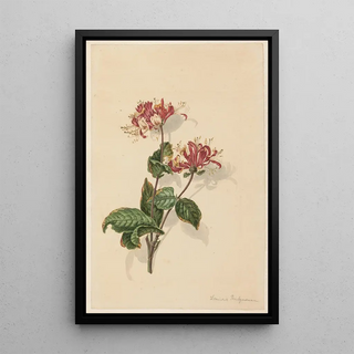 Barend Hendrik Thier - Tak wilde kamperfoelie Lonicera periclymenum.webp