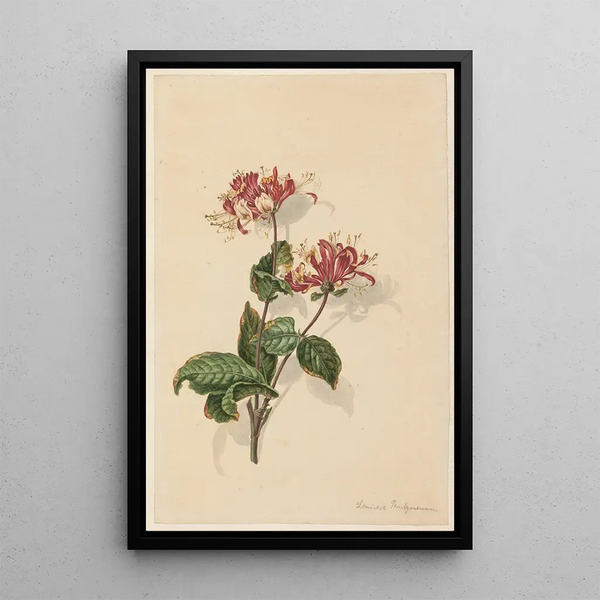 Barend Hendrik Thier - Tak wilde kamperfoelie Lonicera periclymenum.webp