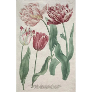 Bartholomaus Seutter - Tulips.webp
