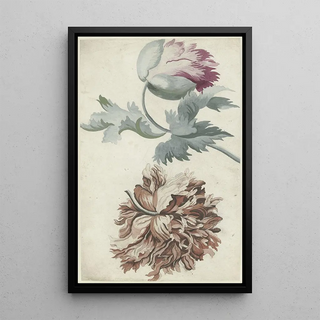 Bernard Picart - Papavers.webp