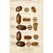 Carya illinoinensis - Bertha Heiges — weergave van het kunstwerk