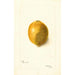 Citrus limon - Bertha Heiges — weergave van het kunstwerk