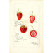 Fragaria - Bertha Heiges — weergave van het kunstwerk