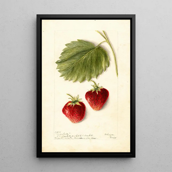 Bertha Heiges - Fragaria Marshall.webp