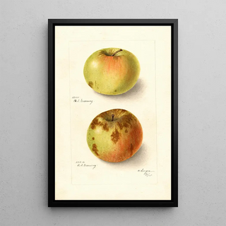 Bertha Heiges - Malus domestica Rhode Island Greening.webp