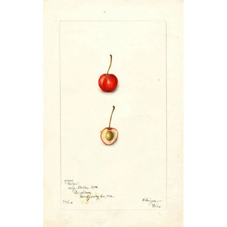 Bertha Heiges - Prunus avium Roslyn.webp
