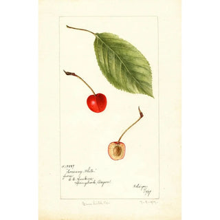 Bertha Heiges - Prunus avium Socsany White.webp