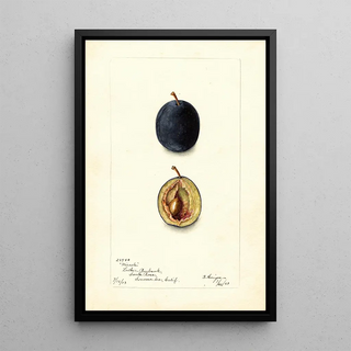 Bertha Heiges - Prunus domestica Miracle.webp
