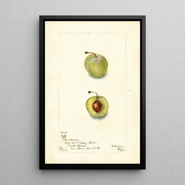 Prunus domestica Uff - Bertha Heiges — ingelijst kunstwerk aan de muur