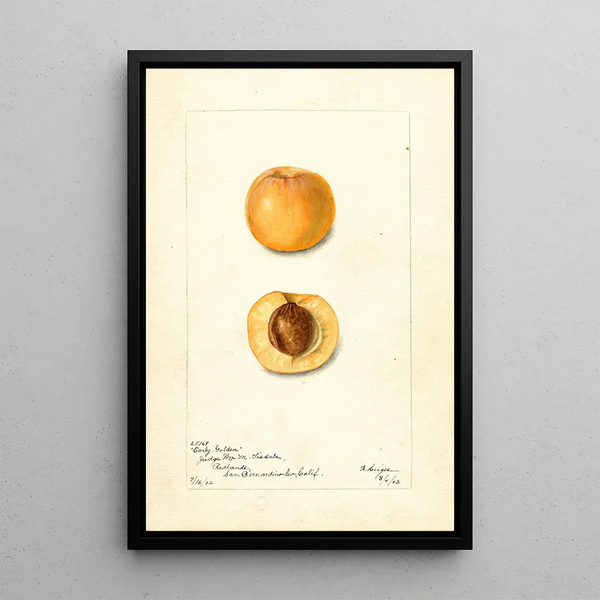 Prunus mume Early Golden - Bertha Heiges — ingelijst kunstwerk aan de muur