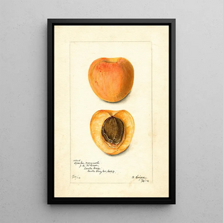 Bertha Heiges - Prunus mume Sparks Mammoth.webp