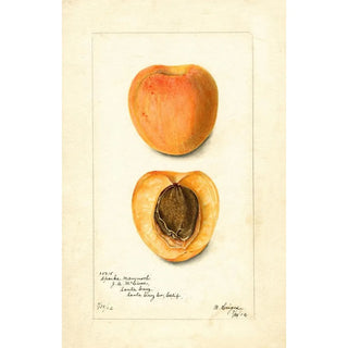 Bertha Heiges - Prunus mume Sparks Mammoth.webp