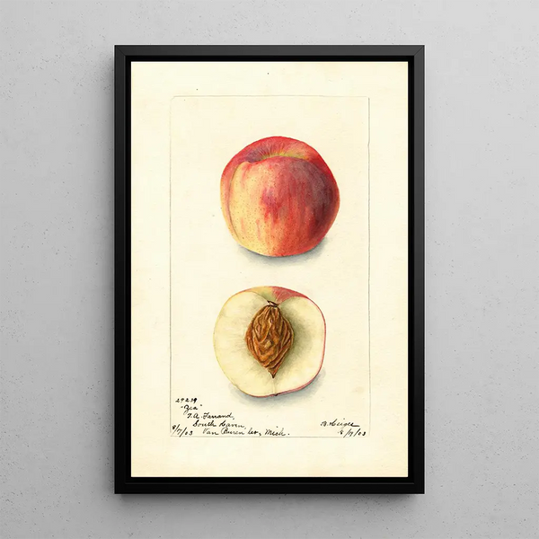 Prunus persica Zea - Bertha Heiges — ingelijst kunstwerk aan de muur