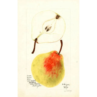 Bertha Heiges - Pyrus communis Erwin.webp