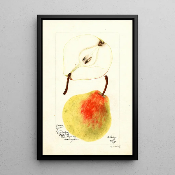 Pyrus communis Erwin - Bertha Heiges — ingelijst kunstwerk aan de muur