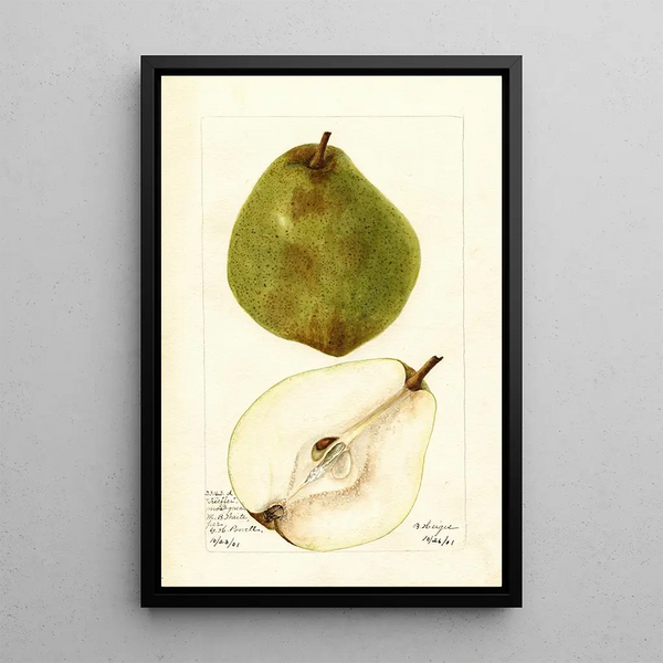 Pyrus communis Kieffer Most Green - Bertha Heiges — ingelijst kunstwerk aan de muur