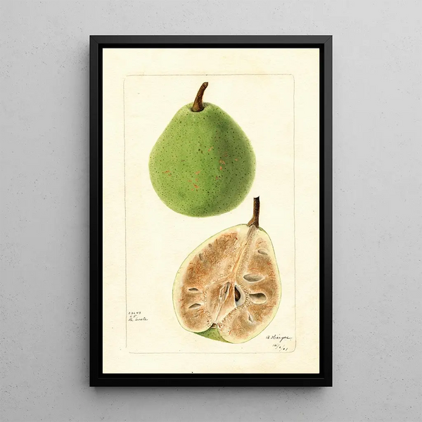 Pyrus communis Le Conte - Bertha Heiges — ingelijst kunstwerk aan de muur