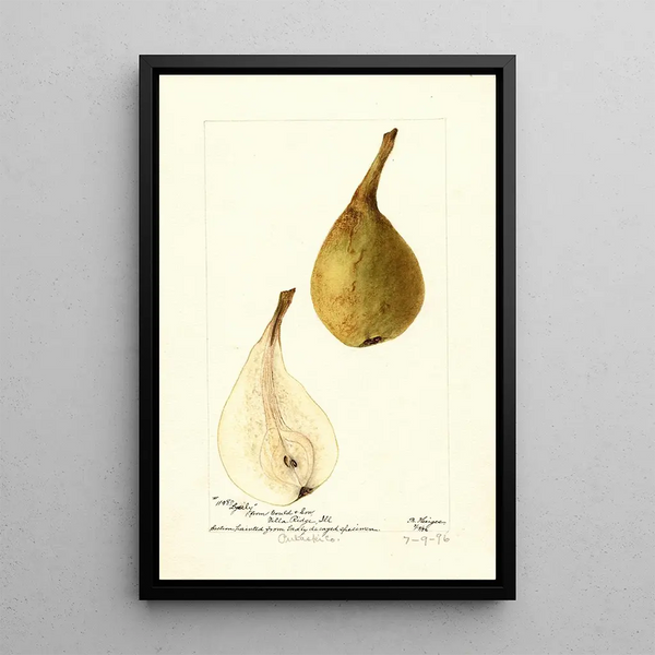 Pyrus communis Lyerly - Bertha Heiges — ingelijst kunstwerk aan de muur