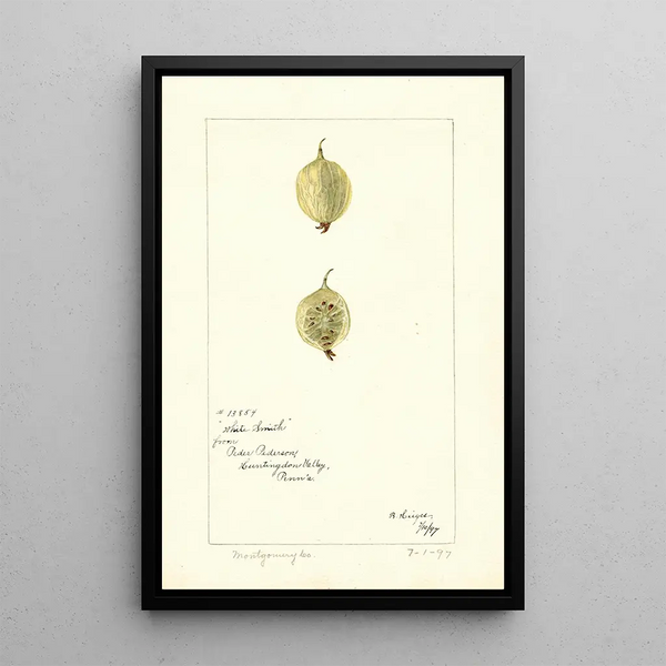 Reproductie van het schilderij Ribes White Smith - Bertha Heiges