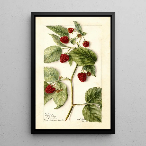 Rubus Cuthbert - Bertha Heiges — ingelijst kunstwerk aan de muur