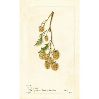 Bertha Heiges - Rubus Iceberg.webp