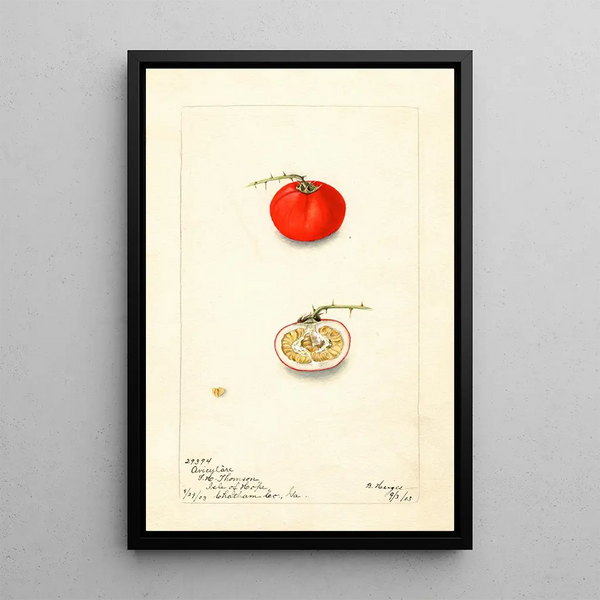 Reproductie van het schilderij Solanum aviculare - Bertha Heiges