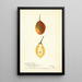 Reproduction of the painting Solanum betaceum - Bertha Heiges