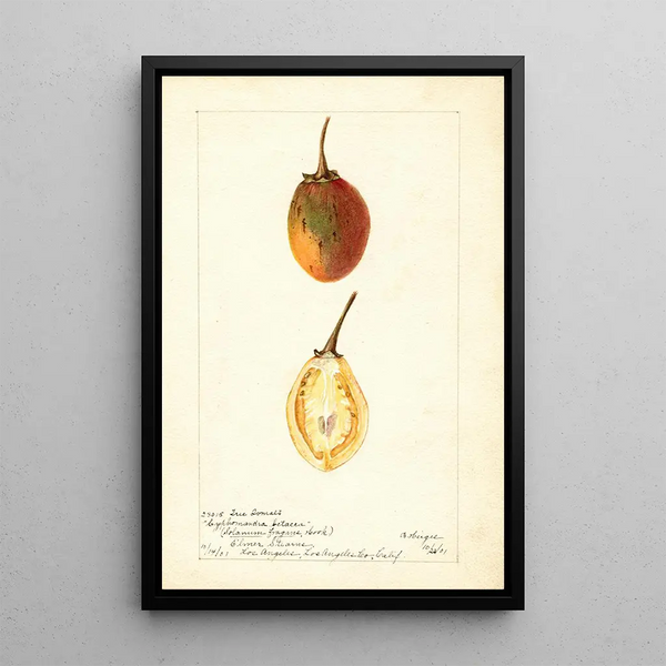 Reproductie van het schilderij Solanum betaceum - Bertha Heiges