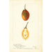Reproduction of the painting Solanum betaceum - Bertha Heiges