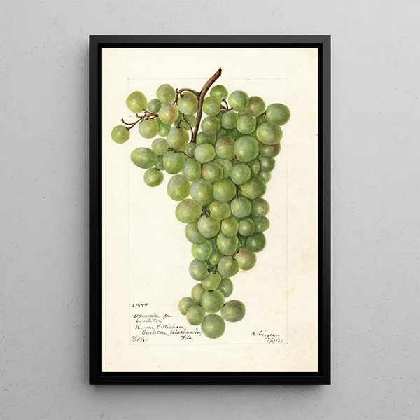 Vitis Admirable de Courtiller - Bertha Heiges — ingelijst kunstwerk aan de muur