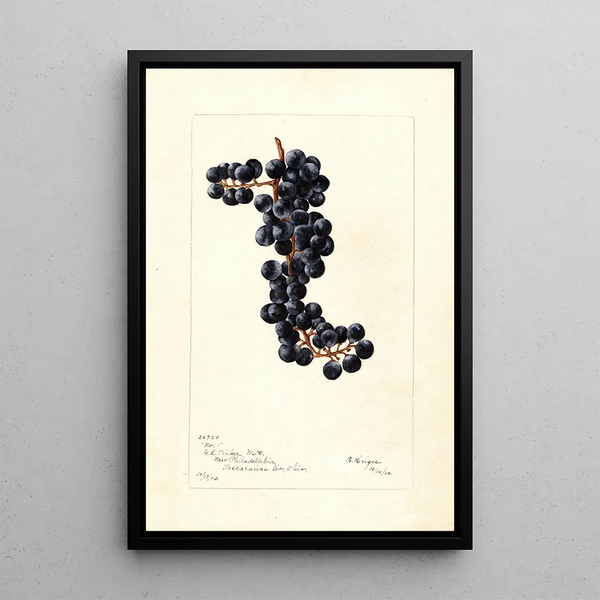 Reproductie van het schilderij Vitis No - Bertha Heiges