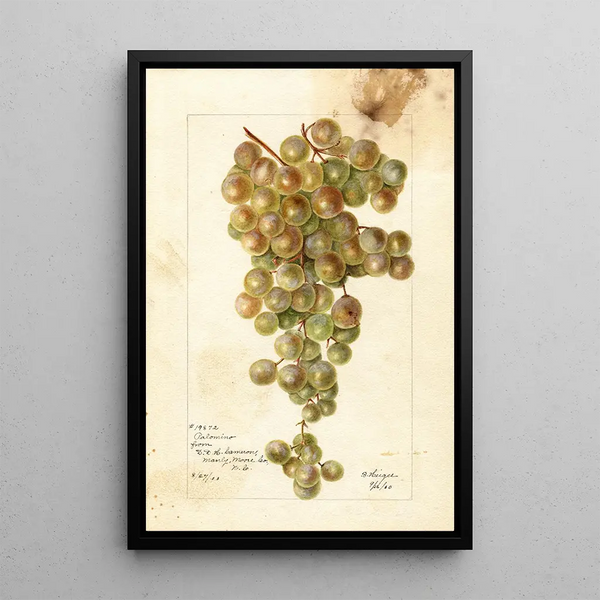 Vitis Palomino - Bertha Heiges — ingelijst kunstwerk aan de muur