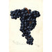 Vitis Petite Syrah - Bertha Heiges — weergave van het kunstwerk