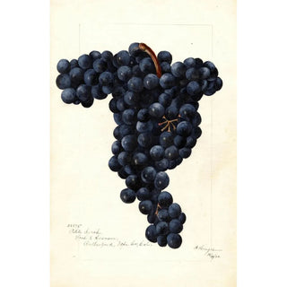 Bertha Heiges - Vitis Petite Syrah.webp