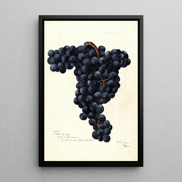 Vitis Petite Syrah - Bertha Heiges — ingelijst kunstwerk aan de muur