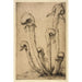 Darlingtonia - Bertha Jaques — weergave van het kunstwerk