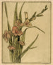 Glaïeul - Bertha Jaques — weergave van het kunstwerk