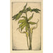 Green Dragon Painting - Bertha Jaques — artwork view