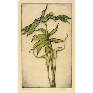 Bertha Jaques - Green Dragon.webp