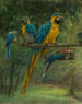 Aras blauw en geel - Berthe Art — weergave van het kunstwerk