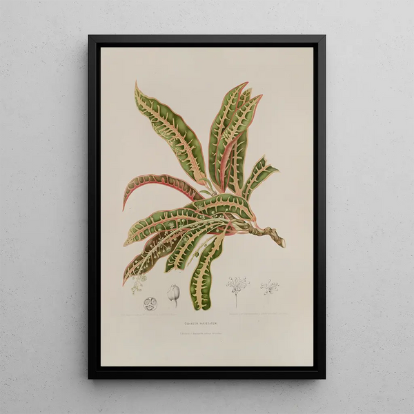 Java Island Flowers, Fruits, and Foliage Selected Painting Pl01 - Berthe Hoola van Nooten — framed artwork on a wall