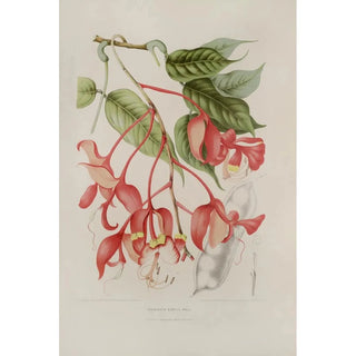 Berthe Hoola van Nooten - Fleurs fruits et feuillages choisis de lille de Java Pl02.webp
