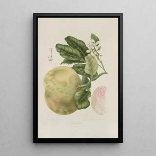 Berthe Hoola van Nooten - Fleurs fruits et feuillages choisis de lille de Java Pl03.webp