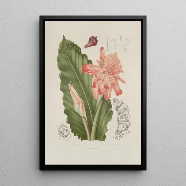 Java Island Flowers, Fruits, and Foliage Selected Painting Pl06 - Berthe Hoola van Nooten — framed artwork on a wall