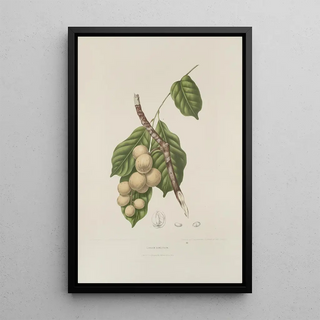 Berthe Hoola van Nooten - Fleurs fruits et feuillages choisis de lille de Java Pl08.webp