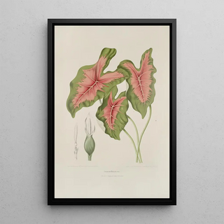 Berthe Hoola van Nooten - Fleurs fruits et feuillages choisis de lille de Java Pl09.webp