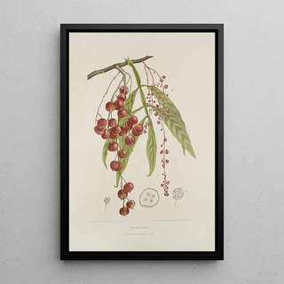 Berthe Hoola van Nooten - Fleurs fruits et feuillages choisis de lille de Java Pl12.webp