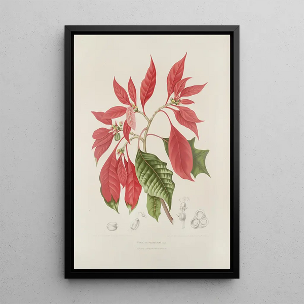 Flowers, fruits and foliage from the island of Java Pl17 - Berthe Hoola van Nooten — framed artwork on a wall
