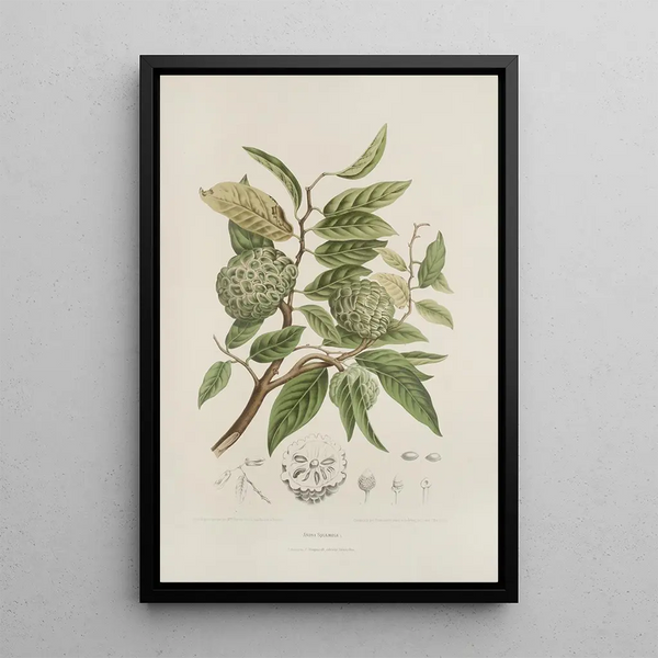 Java Island Flowers, Fruits, and Foliage Selected Painting Pl19 - Berthe Hoola van Nooten — framed artwork on a wall